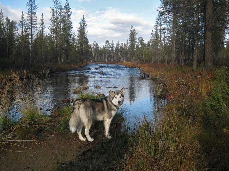 AN OUTING AT THE LAKE, lakes, huskies, grass, companions, trees, pets, waterscapes, forests, reflections, animals, dogs, HD wallpaper