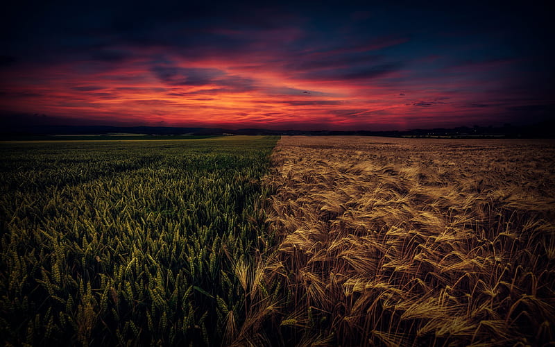 sunset, field, wheat, horizon, HD wallpaper