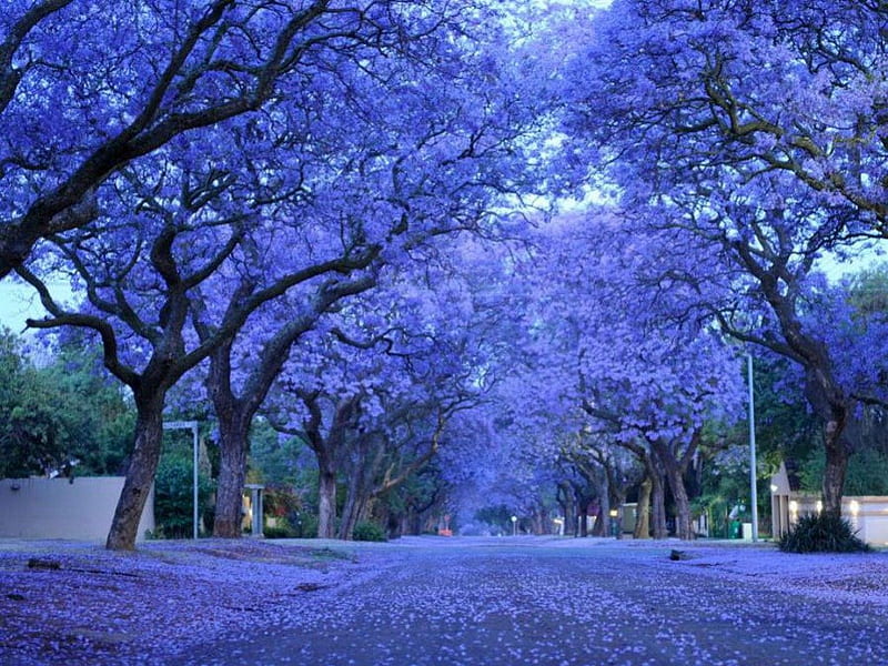 Blue arches, color, jacarandas, blooms, road, trees, blue, HD wallpaper