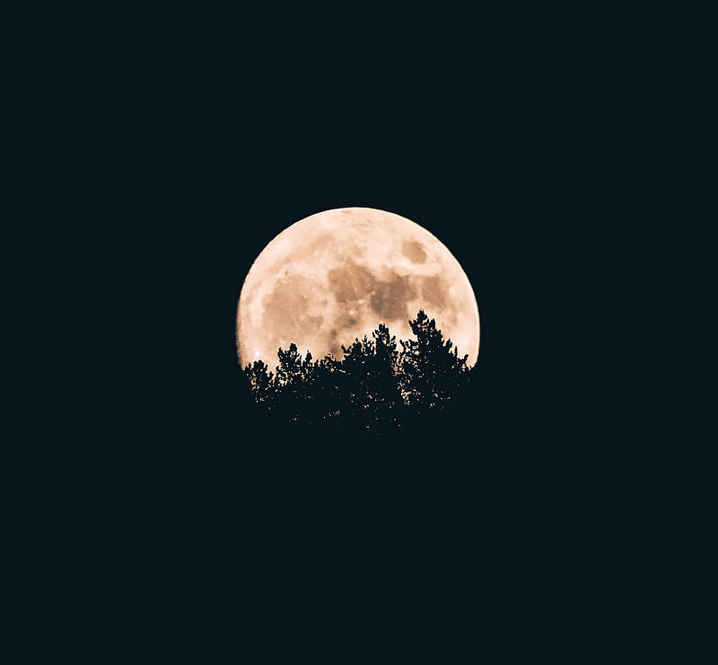 moon, trees, dark, night, HD wallpaper