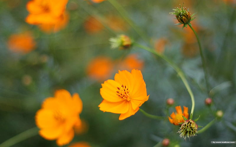Autumn flowers-grass in the cosmos 39, HD wallpaper