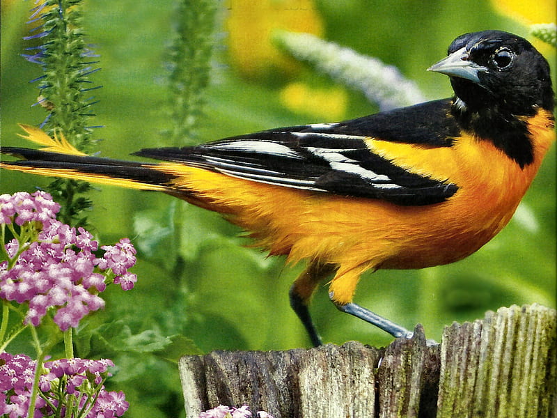 Baltimore Oriole on a Fence Post 1, stacy tornio, baltimore oriole, animal, graphy, bird, tornio, avian, orange bird, wildlife, HD wallpaper