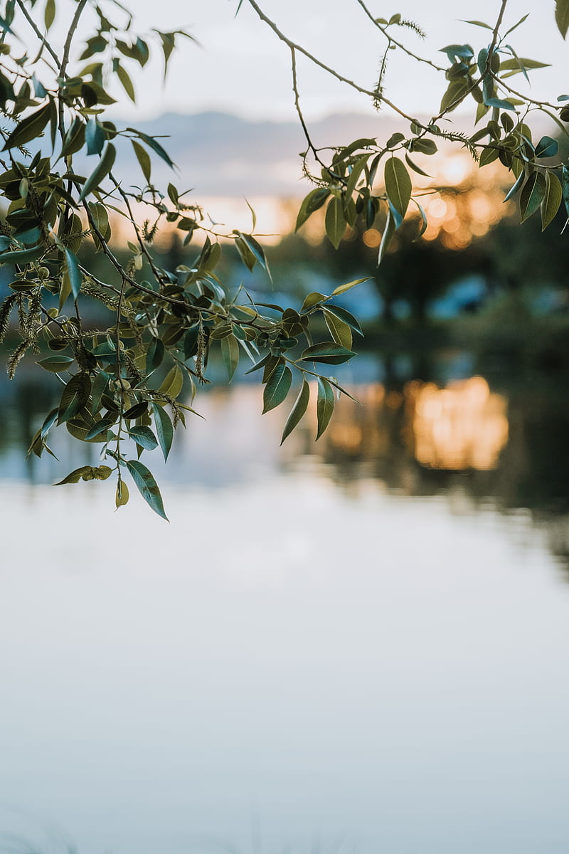 branches, leaves, blur, lake, HD phone wallpaper