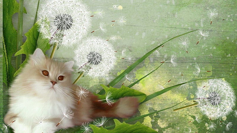 Fluffy Cat and Dandelions, green, grass, kitty, dandelions, flowers, weeds, cat, HD wallpaper