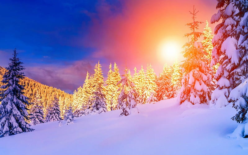 Golden Winter, snow, golden, sunshine, trees, winter, HD wallpaper | Peakpx