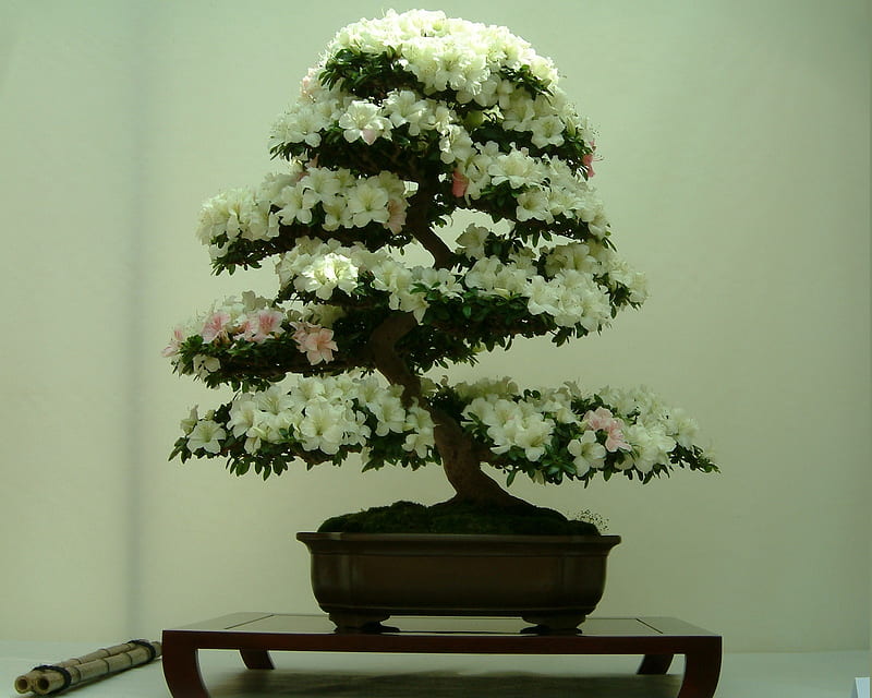 Flowering Azalea, bonsai, theme, HD wallpaper