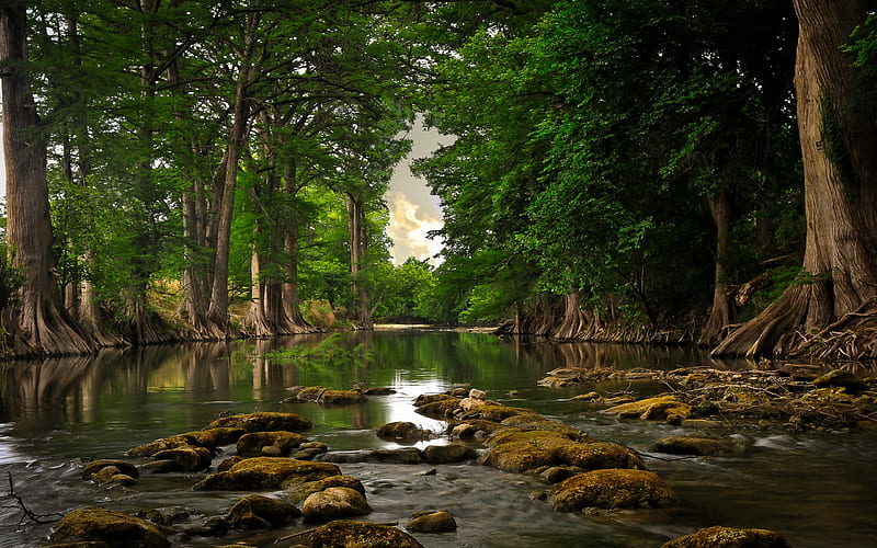 Forest creek, graphy, water, nature, creek, trees, HD wallpaper | Peakpx