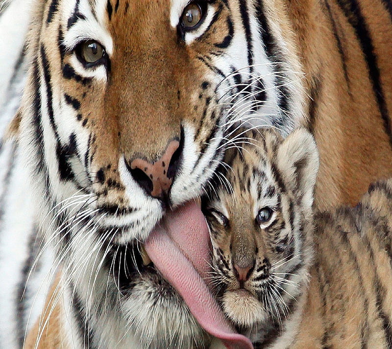 Tiger Cub, animal, cub, licking, love, mother, tiger, HD wallpaper