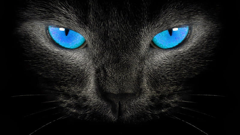 Black Cat, black, Halloween, cat, eyes, blue eyes, blue, HD wallpaper