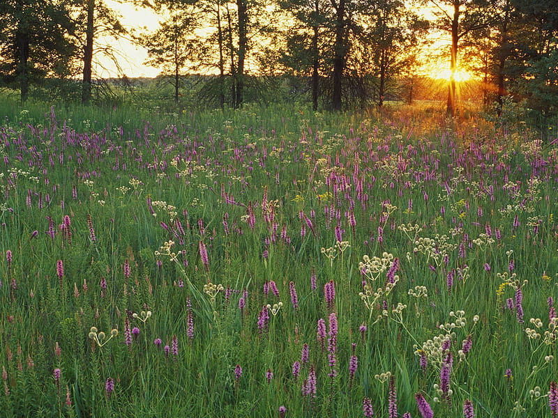 Untitled , iroquois conservation area, illinois, wildflowers, HD wallpaper