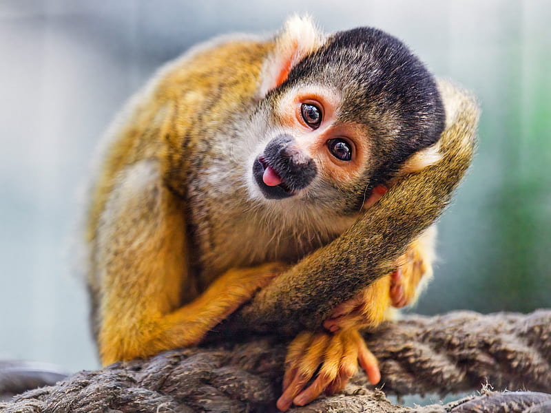 Monkey Squirrel, animal, nature, primate, monkey, HD wallpaper
