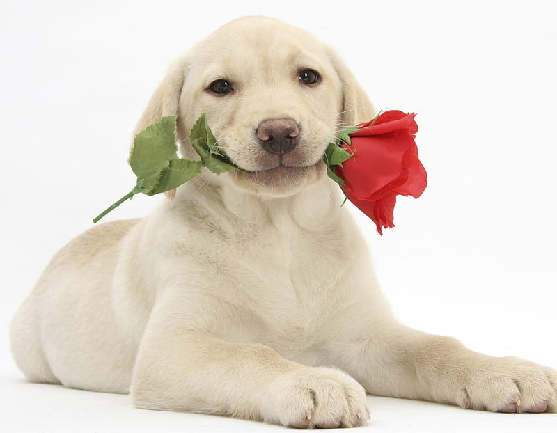 Rose for you, lovely, rose, present surprise, adorable, gift, animal, red rose, cute, leaves, friendship, flower, beauty, sweetness, petals, dog, HD wallpaper