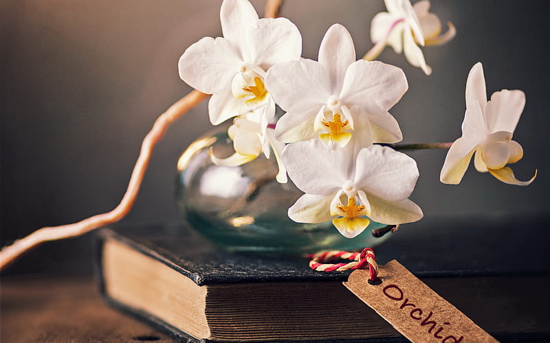 white orchids, flowers on a book, orchids, tropical flowers, orchid branch, HD wallpaper