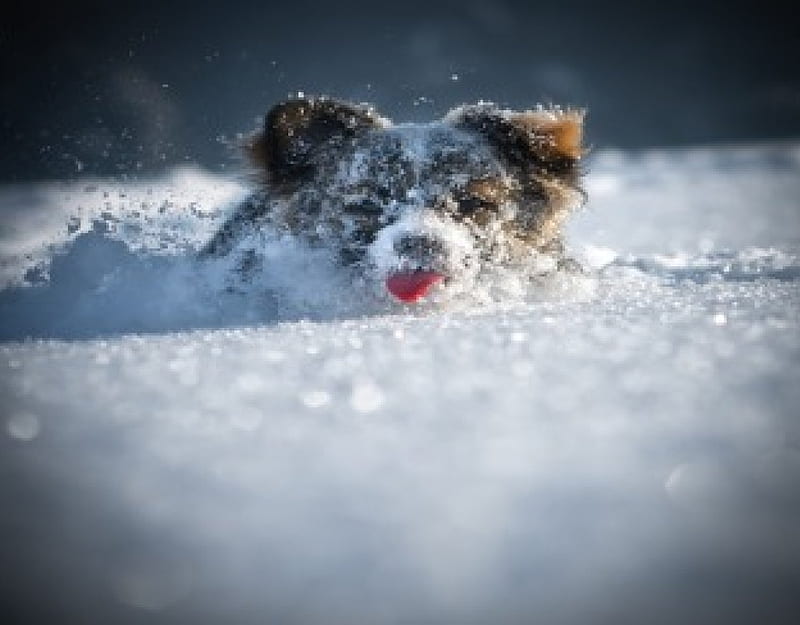 Snow Plow, cute, snow, funny, animals, dogs, HD wallpaper | Peakpx