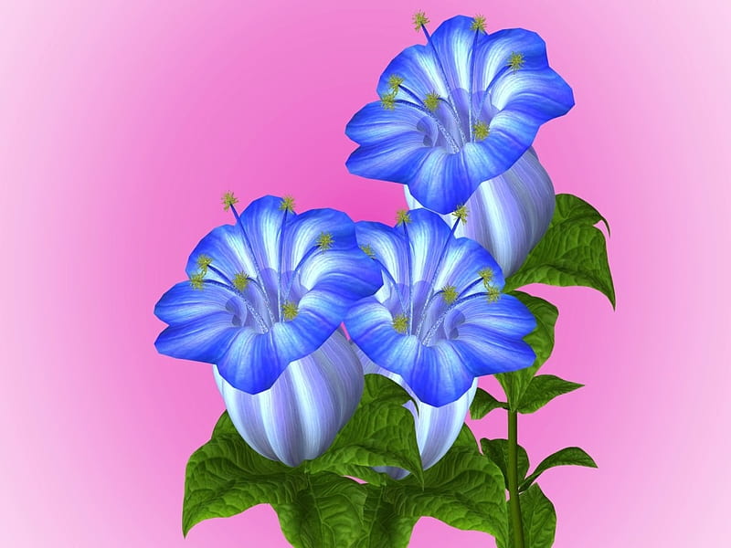 Emma Bellflower, flowers, desenho, pink, blue, emma, HD wallpaper