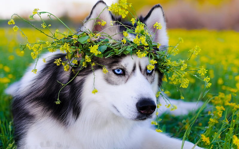 Siberian Husky pets, lawn, cute animals, Husky, dogs, Siberian Husky Dog, HD wallpaper