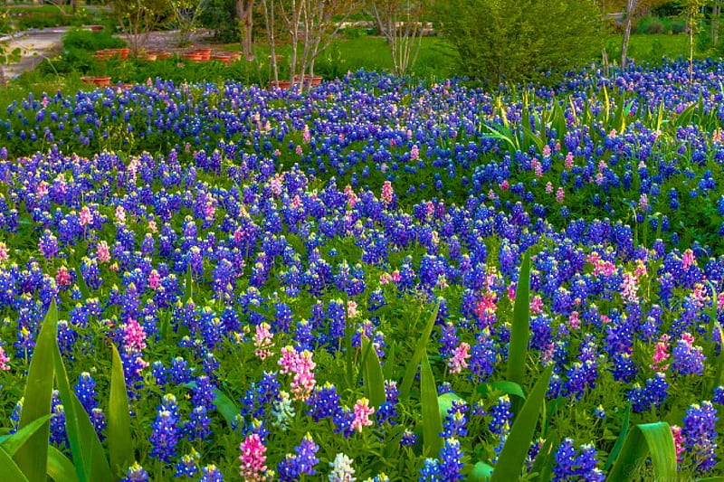 Texas Bluebonnets in Spring, Bluebonnets, Spring, Flowers, Nature, HD wallpaper