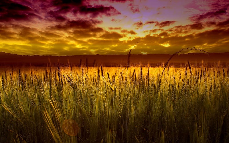 colorful sunset over wheat field-Nature Landscape, HD wallpaper