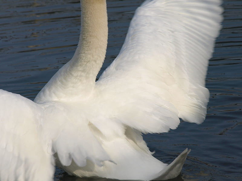 In A Flap, Gracefull, Majestic, Mute Swan, Lovely, HD wallpaper