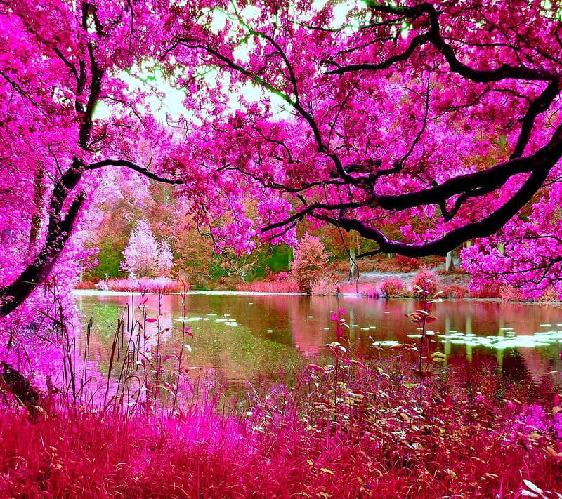 pink nature, nice, pinky, view, HD wallpaper