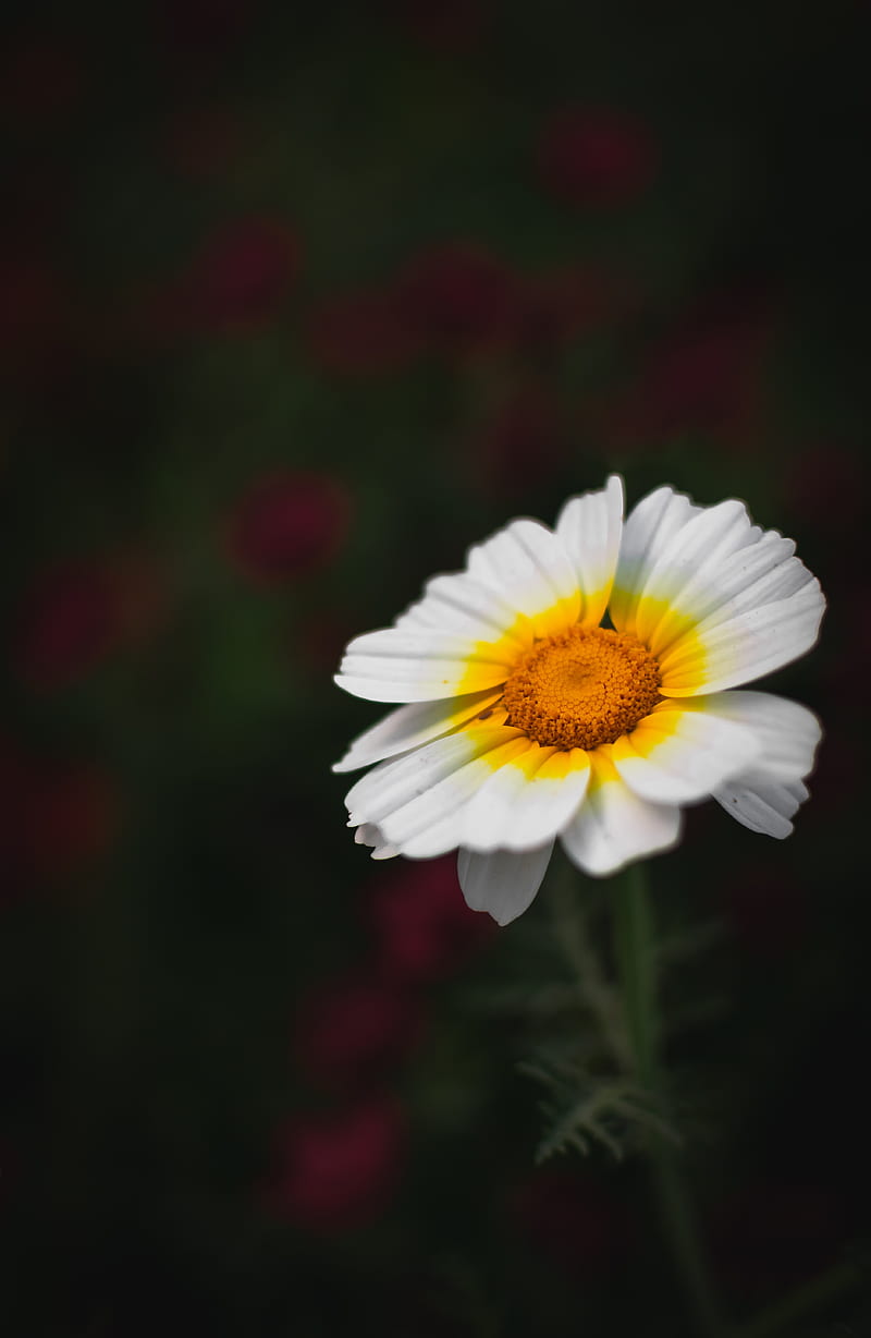flower, white, macro, blur, bloom, petals, HD phone wallpaper