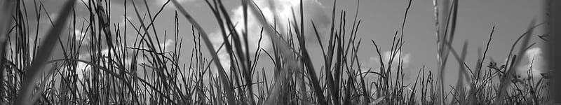Black White Grass. Triple Monitor . TMW Best, 5760X1080 White, HD wallpaper