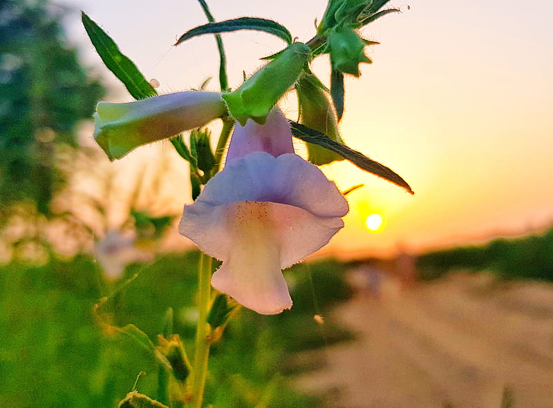 Morning Flower, bahawalpur, beauty, love, nature, new, pakistan, scene, sunset, HD wallpaper