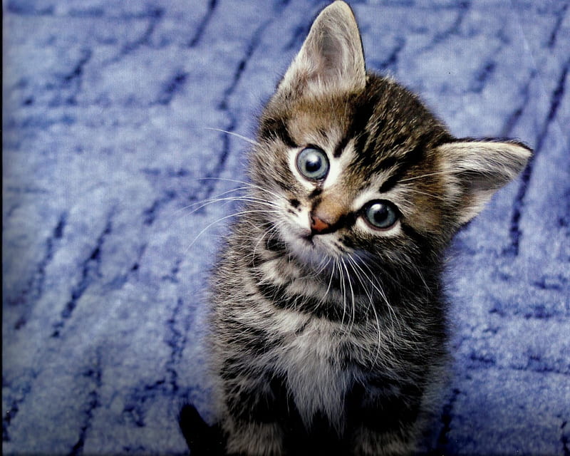 Tabby kitten, cute, paws, feline, tabby, felin, kitten, HD wallpaper