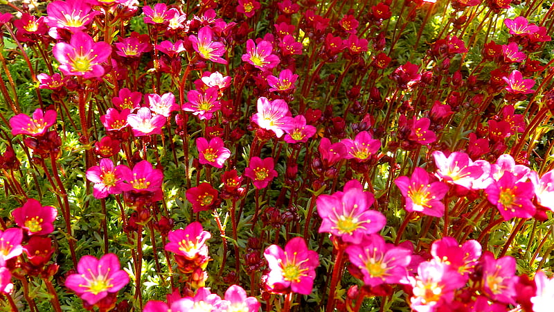 Pink Yellow Filament Flowers Green Plants Flowers, HD wallpaper