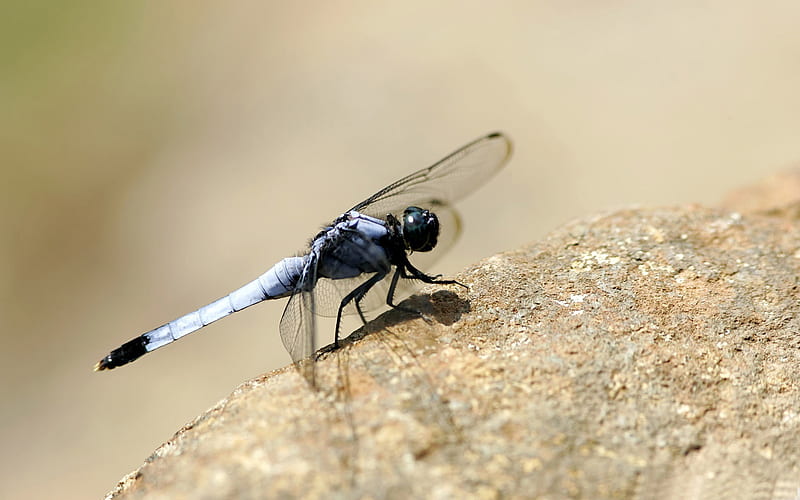 dragonfly on the rock-small animal, HD wallpaper