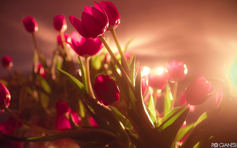 vibrant red tulips-Flowers macro graphy, HD wallpaper