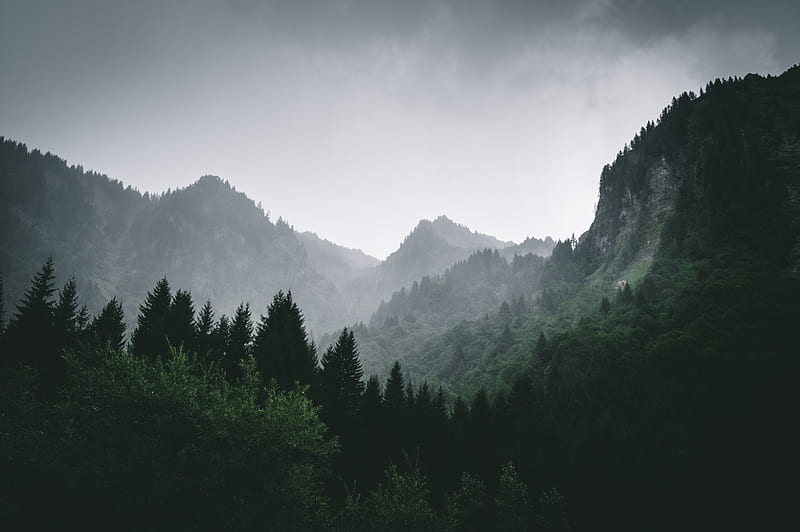 mountains, forest, fog, landscape, HD wallpaper