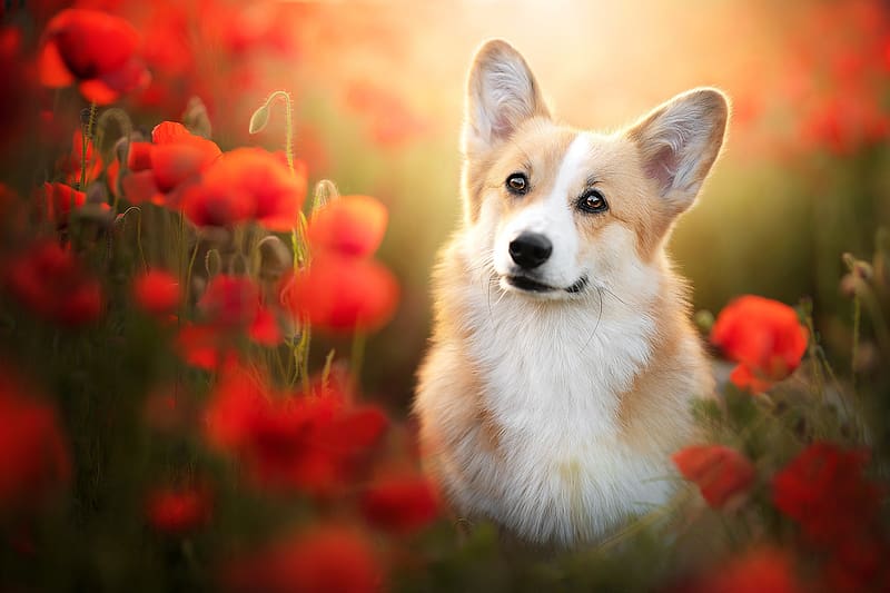 Dogs, Flower, Dog, Animal, Poppy, Corgi, Red Flower, HD wallpaper | Peakpx