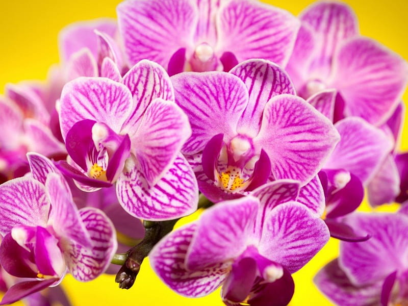 Beautiful orchids, orchids, oriental, flowers, petals, pink, HD