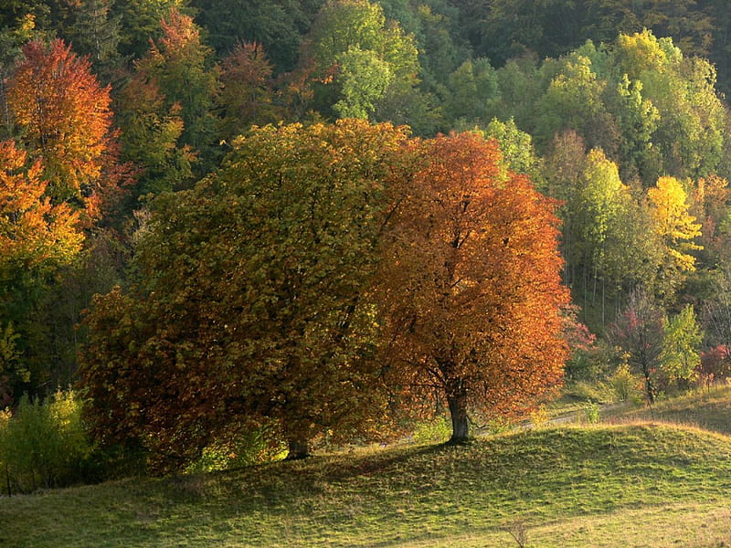 Autumn dream, fall, autumn, colourful, nature, trees, HD wallpaper | Peakpx
