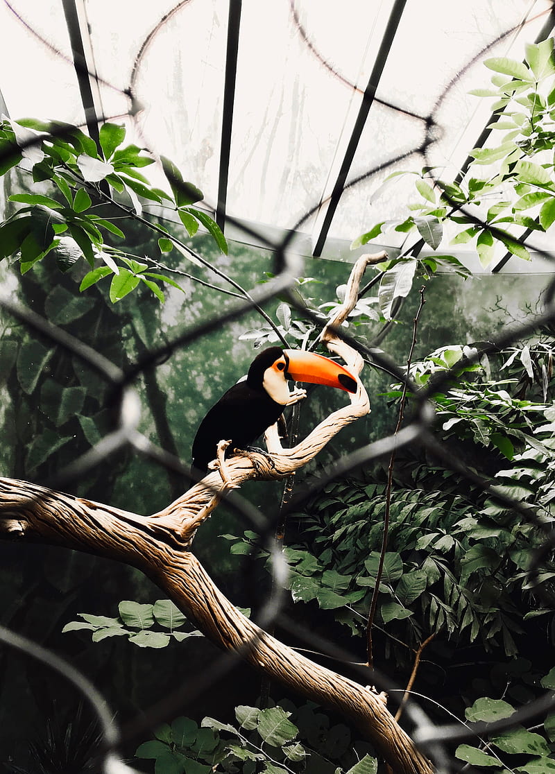 toucan, bird, branch, tree, HD phone wallpaper