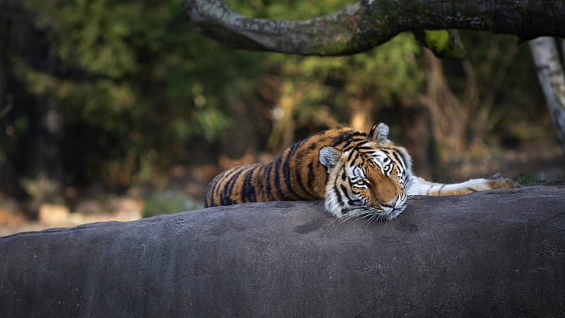 Bengal tiger lying on the rock. Bengal tiger lying in the jungle.