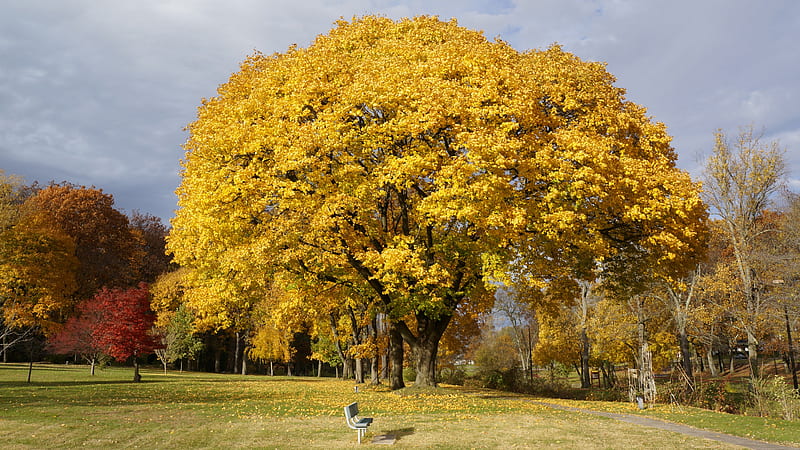 Glowing Glistening Autumn, golden autumn, yellow tree, golden tree, HD wallpaper