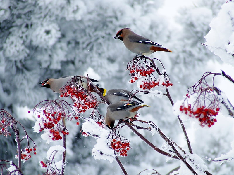Winter Birds And Berries, Branches, graphy, Cedar Waxwings, Animals, Birds, Winter, Berries, HD wallpaper