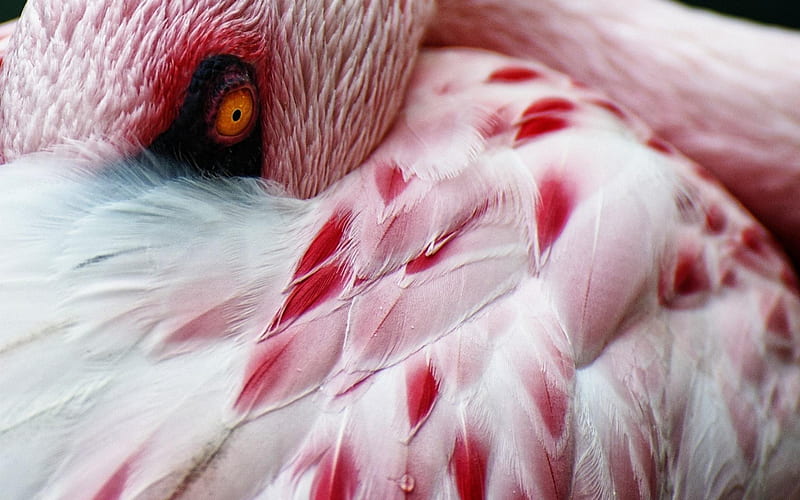 Flamingo, wade, wings, eye, water bird, tall, africa, animal, bird, beak, nature, upclose, pink, feathers, HD wallpaper