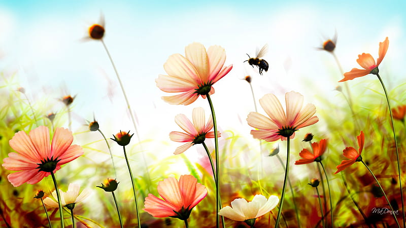 Looking to Summer, cosmo, firefox persona, spring, sky, floral, bee, wild, summer, flowers, blooms, HD wallpaper