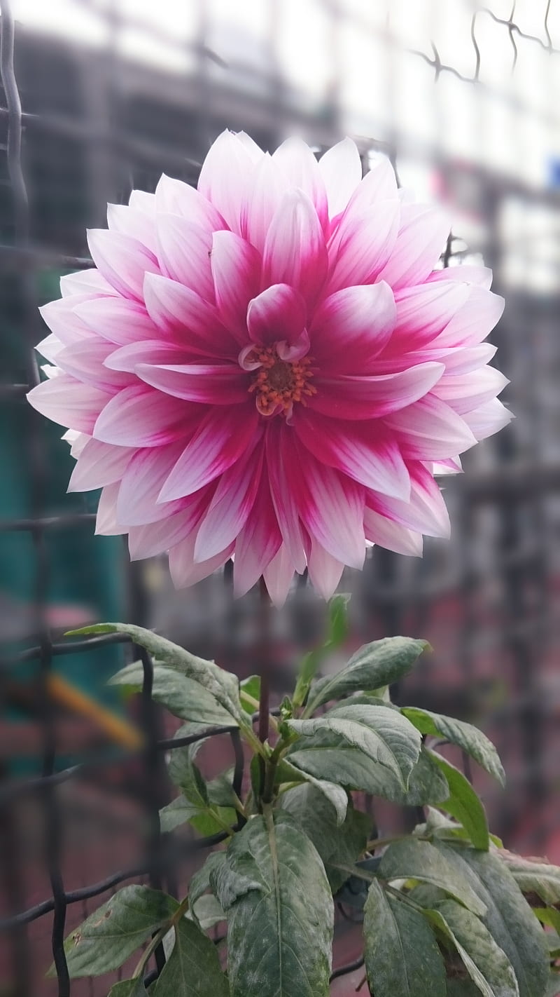 Pink Dahlia, blur, dalia, flower, nature, HD phone wallpaper