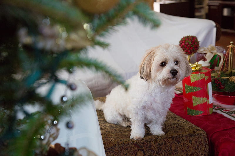 Dogs, Maltese, Baby Animal, Christmas, Dog, Pet, Puppy, HD wallpaper