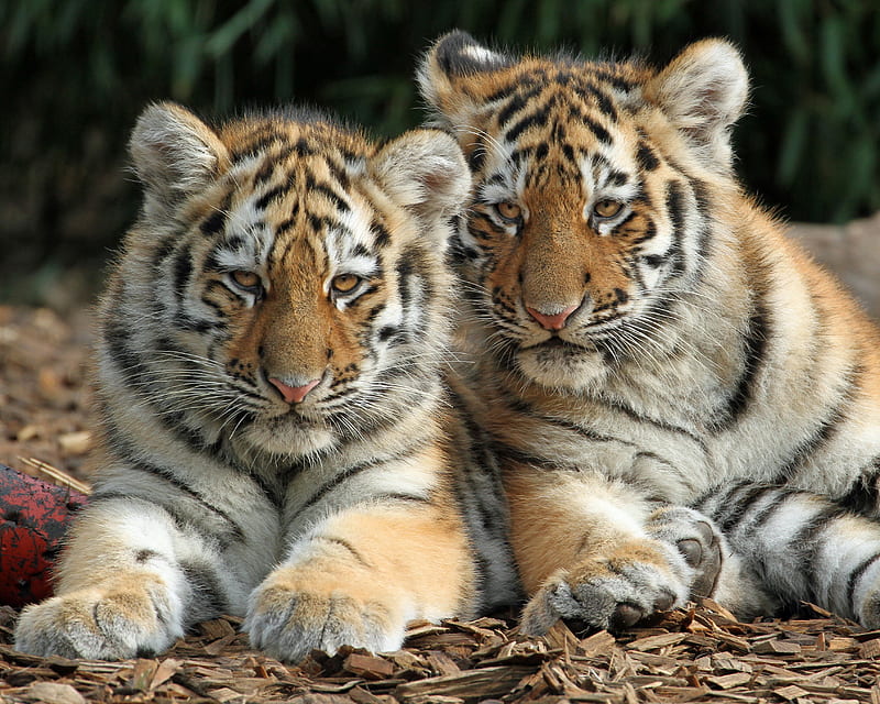 Cats, Tiger, Cub, HD wallpaper