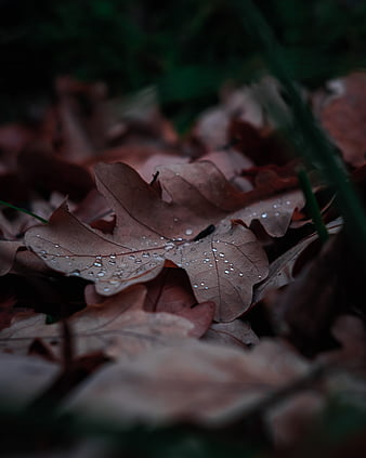 Brown dried leaf on ground, HD wallpaper | Peakpx