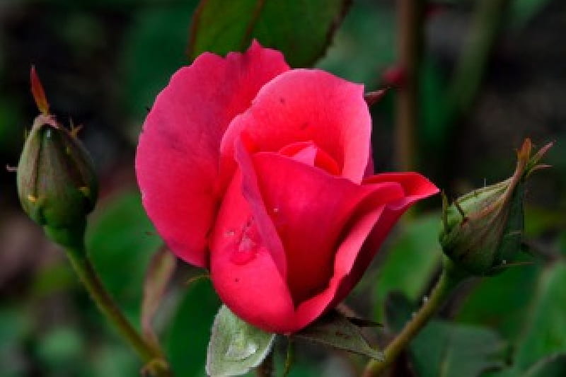 Rosy Red Rose, red rose, rose red, rosy, beautiful rose, scenic rose ...