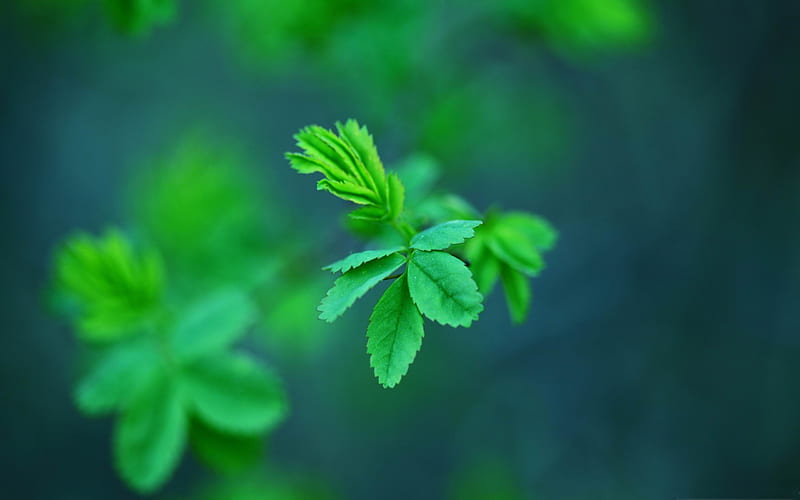 green leaves -Fresh nature green plants, HD wallpaper
