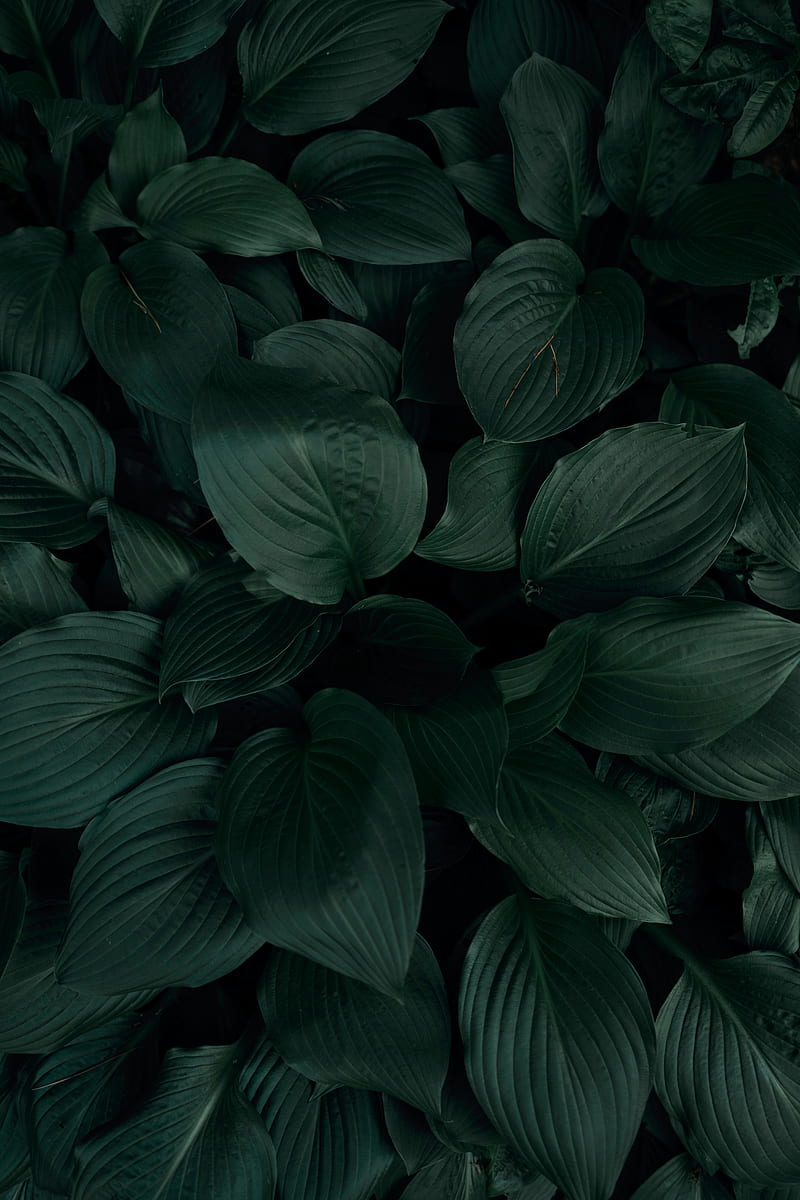 plant, leaves, macro, green, tropics, HD phone wallpaper