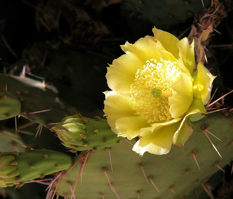 Blossom of the pear, leaves, green, flower, yellow, prickly pear blossom, HD wallpaper