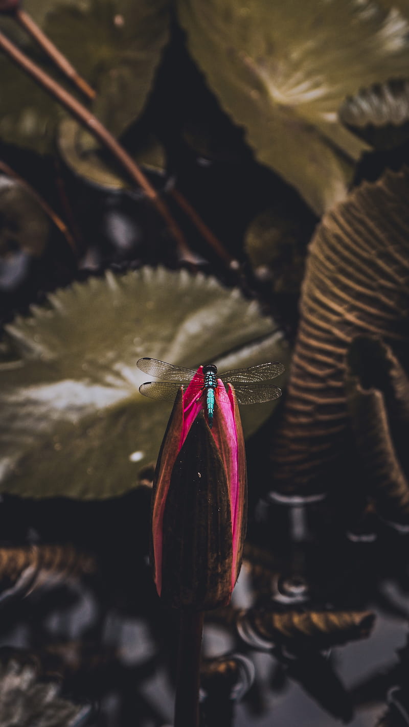 dragonfly, bud, water lily, HD phone wallpaper